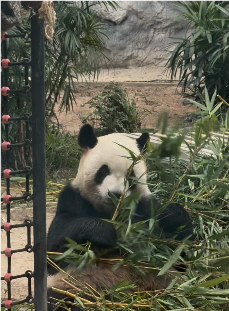 路環＋石排灣郊野公園｜好久不見！免費景點再升級